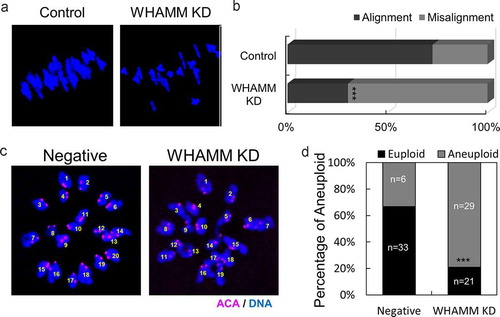 Figure 4. Depletion of WHAMM disrupts chromosome alignment of MI stage oocytes and increases aneuploidy at MII stage oocytes. (a) Chromosome spread of negative and WHAMM-specific dsRNAs-injected oocytes fixed at the MI stage. Blue, DNA. (b) Percentage of distance between the chromosomes in negative and WHAMM knockdown MI oocytes. The chromosomal misalignment of WHAMM was increased in WHAMM KD oocytes. (c) Chromosome spreads of MII stage oocytes and immunostained by anti-ACA antibody for detecting the kinetochore. Pink, ACA; Blue, DNA. (d) Percentage of aneuploidy (including the extra and missing chromosome) of WHAMM KD or negative control at MII stage oocytes. n values are indicated. ***P < 0.001