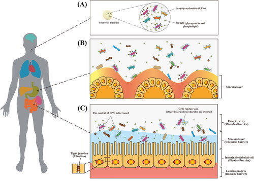 Figure 4. Schematic diagram of proposed gastrointestinal digestion of MFGM-encapsulated probiotics. Encapsulation of probiotics (e.g., LGG-welE, LGG-spa CBA, L. reuteri, L. delbrueckii, and L. plantarum) by MFGM (e.g., glycoprotein and phospholipid) (A). proposed protection mechanism of probiotics against gastric acid (B). proposed gastrointestinal digestion of MFGM-encapsulated probiotics (C).