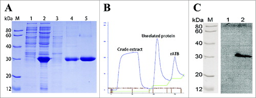 Figure 2. Purification and Western blotting analysis of rATB protein. (A). SDS-PAGE analysis and purification of the rATB. Lanes 1 and 2, total cellular lysate of M15/pET80L-ATB induced without IPTG and with IPTG, respectively. Lanes 3 and 4, cell supernatants and cell debris after centrifugation at 12,000 rpm for 30 min. Lane 5, rATB eluted with elution buffer containing 500 mM imidazole. (B). Affinity chromatographic profile. (C). Western blotting analysis. Lane 1, pQE-80L vector-transformed cell lysates recognized by the rabbit pAb against AT. Lane 2, purified rATB recognized by the rabbit pAb against AT.