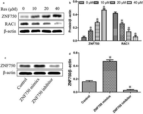 Figure 4. Effects of resveratrol (Res) on ZNF750 and RAC1 expressions. After treatment with 0, 10, 20, and 40 μM resveratrol for 48 h, ZNF750 and RAC1 expressions were determined using (a) Western blotting and (b) quantitation. After transfecting with ZNF750 mimics or inhibitor, the expression levels of ZNF750 were determined using (c) Western blotting and (d) quantitation. *P< 0.05 vs. Res 0 μM control