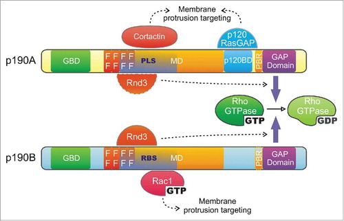 Figure 1. p190RhoGAP domain organization - The 2 p190RhoGAP isoforms share a common domain organization. From the N- to the C-terminus, these proteins contain: a GTP-binding domain (GBD), 4 FF motifs (FF), a large middle domain (MD) and a GAP domain (GAP), responsible for their catalytic activity. Binding of cortactin and p120RasGAP to the protrusion localization sequence (PLS) and p120RasGAP binding domain (p120BD) of p190A, respectively, as well as Rac1-GTP to the RBS of p190B targets p190RhoGAP isoforms to membrane protrusions. Rnd3 interaction through the Rac1-GTP binding sequence (RBS) of p190B and presumably the PLS of p190A stimulates their GAP activity toward RhoA. Interaction of the polybasic region (PBR, amino acids 1213–1236) with acidic phospholipids switches p190RhoGAP substrate preference from RhoA to Rac1.