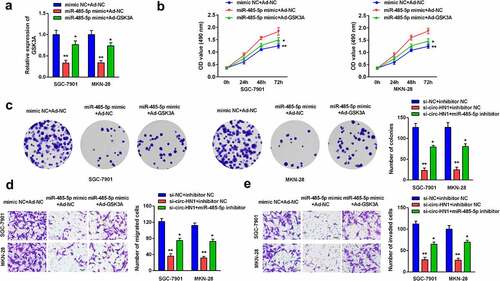 Figure 6. MiR-485-5p-induced effects on biological functions were rescued by GSK3A. (a) GSK3A expression in cells overexpressing miR-485-5p and GSK3A was measured using RT-qPCR. (b) Cell proliferation was assessed using the CCK-8 assay. (c) Cell proliferation was also assessed using the colony formation assay. (d) Cell migration and (e) cell invasion abilities was analyzed using the transwell assay. **P < 0.01. *P < 0.05.