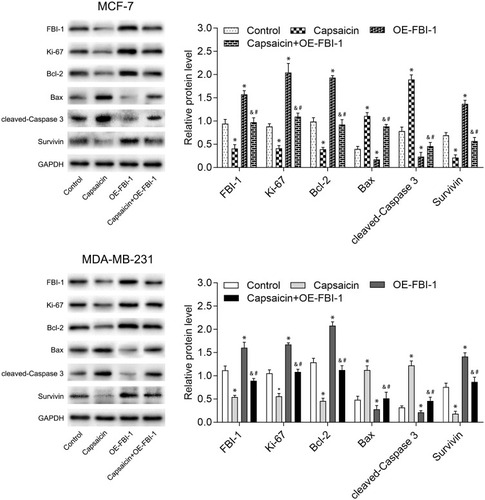 Figure 4 FBI-1 overexpression weakens the capsaicin-induced effects on typical reported proliferation- and apoptosis-related proteins in breast cancer cells. Cells were treated with capsaicin alone (150 μmol/L) or together with FBI-1 overexpression for 72 h. The protein levels of FBI-1, Ki-67, Bcl-2, Bax, cleaved-Caspase 3 and Survivin were detected by Western blot. Data are presented as means ± SD, *p<0.05 vs Control; &p<0.05 vs Capsaicin; #p<0.05 vs OE-FBI-1.