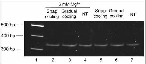 Figure 2. The mobility of the mc PSTVd (+) RNA in non-denaturing 5% PAGE remains unaffected after different thermal treatments. Before electrophoresis, aliquots of the gel-eluted RNA were heated at 95°C for 2 min and snap-cooled on ice (lane 2 and 5), gradually-cooled at 25°C along 15 min (lane 3 and 6), or left without thermal treatment (NT) (lane 4 and 7). The RNAs were subsequently renatured at 37 °C for 5 min in the folding buffer (with or without 6 mM MgCitation2+). M refers to DNA markers with their size (in base pairs) indicated on the left (lane 1). The gel was stained with ethidium bromide.