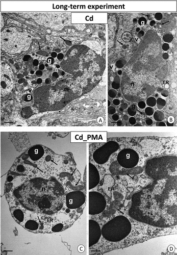 Figure 5. Long-term experiment. TEM images of granulocytes of adult specimens of Steatoda grossa from the Cd (a, b) and Cd_PMA (c, d) experimental groups. Nuclei (n), granules of different electron densities (g), mitochondria (black arrows), vacuoles (v), cisterns of the endoplasmic reticulum (ER), and glycogen granules (black circles). TEM. (a) Scale bar = 1.5 µm. (b) Scale bar = 1.2 µm. (c) Scale bar = 1.2 µm. (d) Scale bar = 0.8 µm.