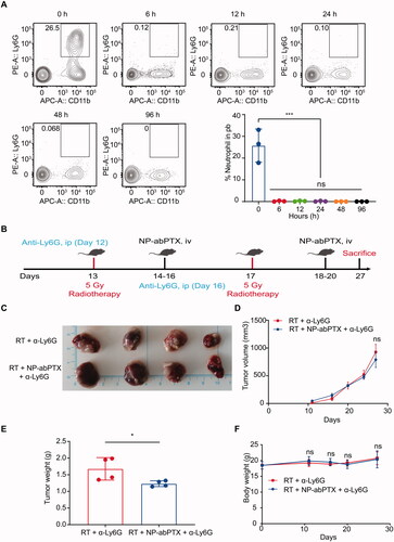 Figure 8. Antitumoral activity of NP-abPTX in vivo is neutrophil-dependent. (A) The depletion effect of anti-Ly6G antibody in vivo. (B) Schema of the subcutaneous LLC tumor model for evaluating the role of neutrophil in the combination therapy of NP-abPTX and RT. (C) Tumor size. (D) Tumor volume. (E) Tumor weight. (F) Body weight. Data are presented as the mean ± SD, n = 4 (*p< .05, ns: not significant).