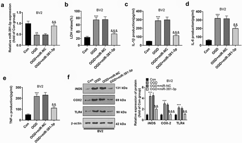 Figure 2. Overexpression of miR-381-3p abated inflammation in OGD-treated BV2 microglia. A. miR-381-3p mimics and the negative control (miR-NC) were transfected into BV2 microglia induced by OGD. qRT-PCR examined miR-381-3p in the microglia. B: The LDH level in BV2 microglia was determined. C-E: ELISA evaluated the profiles of IL-6, IL-1β, and TNF-α in the culture medium of OGD-induced BV2 microglia. E: Western blot ascertained the protein profiles of iNOS, COX-2, and TLR4 in OGD-elicited BV2 microglia. ** p < 0.01, ***p < 0.001 (vs. the Con group). &&p < 0.01, &&&p < 0.001 (vs. the OGD+miR-NC group). Statistics were presented as mean ± SD, N = 3.