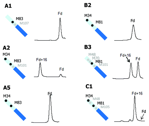 Figure 6. Comparison of tBHP induced oxidation on Fd. RP chromatographic regions of Fd related peaks are presented. Highly conserved Fd methionine residues are denoted by black dots and non-conserved methionine residues are denoted by gray dots.