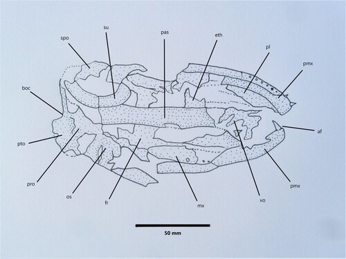 Figure 5. Eothyrsites holosquamatus Chapman, line drawing of skull OU 6854 c, ventral view. Abbreviations: af, anterior premaxillary fang; boc, basioccipital; eth, ethmoid; fr, frontal; mx, maxilla; os, orbitosphenoid; pas, parasphenoid; pl, palatine; pmx, premaxilla; pro, prootic; pto, pterotic; spo, sphenotic; su, supraorbital, vo, vomer.