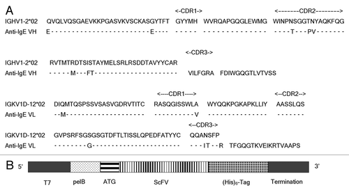 Figure 1 (A) DNA and amino acid sequence of the human anti-IgE scFv. IGHV1-2*02 and IGKV1D-12*02 germline sequences are also shown for comparison. Complementarity determining regions (CDRs) are indicated. Residues different to the germline sequences are shown while the identical residues are marked by -. (B) A diagram showing the essential elements of the construct for E. coli expression. T7, T7 promoter; Pel B, the leader sequence; scFv, single-chain antibody fragment. The (His)6-tag and transcription and translation termination region are also indicated.