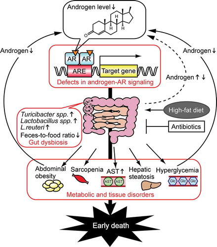 Figure 4. Schematic of the effects of androgen on metabolic disorders in males. Defects in androgen–androgen receptor (AR) signaling (including castration and ARKO) cause gut dysbiosis, result in abdominal obesity, hyperglycemia, hepatic steatosis, sarcopenia, and also increase aspartate aminotransferase (AST) levels, leading to early death.Citation24,Citation26,Citation27 Androgens levels are decreased by obesity and hyperglycemia, and are regulated by gut microbiota. ARE, androgen response element; Glc, glucose.