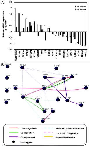 Figure 4. Gene expression and network analysis. HEMC were treated with BPA or E2 at passage 8 (7 d period) and the relative mRNA expression of selected genes was measured at passage 11. (A) Effects of BPA exposure on cancer signaling gene expression. The results are expressed as the average of two independent experiments. Relative mRNA expression normalized to β-actin is shown as the log2 ratio, with the fold-change referring to the DMSO control cells. (B) Gene networks representing key genes for BPA exposure at 10−8 M were identified using GNCPro (SA Biosciences).