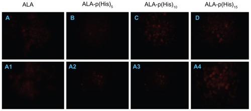 Figure 6 Fluorescence microscopic images of protoporphyrin IX accumulation from ALA and ALA-poly(L-histidine) prodrugs in HCT116 cells at pH 7.4 (A–D) and at pH 6.8 (A1–A4). HCT116 cells were treated with 1.0 mM ALA or poly(L-histidine)-ALA for 4 hours in serum-free media.Note: The cells were fixed by 4% paraformaldehyde in phosphate-buffered saline and the cells were observed using a fluorescence microscope.Abbreviation: ALA, 5-aminolevulinic acid.