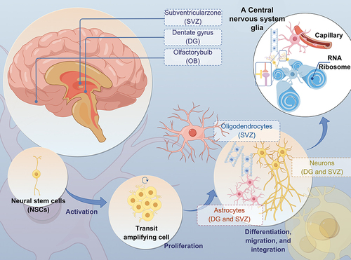 Figure 1 Illustration depicting the associations between neurons and glial cells in the CNS. (The CNS is primarily made up of neurons and glial cells, including astrocytes, oligodendrocytes, and microglia. Glial cells play a crucial role in supporting the survival of neurons by providing them with trophic factors).