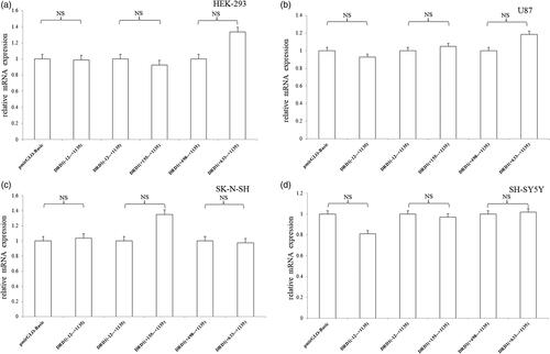 Figure 2. Relative mRNA expression of pmirGLO recombinant vector containing DRD1 3′UTR truncated fragments. (a) A series of DRD1 gene 3′UTR-truncated fragments had no effect on the mRNA expression in HEK-293 cell line. (b) A series of DRD1 gene 3′UTR-truncated fragments had no effect on the mRNA expression in U87 cell line. (c) A series of DRD1 gene 3′UTR-truncated fragments had no effect on the mRNA expression in SK-N-SH cell line. (d) A series of DRD1 gene 3′UTR-truncated fragments had no effect on the mRNA expression in SH-SY5Y cell line. NS represents p > .05. The error bars were standard deviation of the mean.