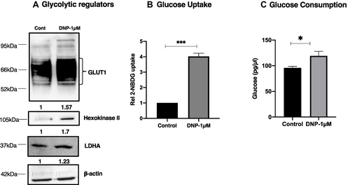 Figure 1 DNP enhances glycolysis. 1 µmol/L of DNP increased the regulators of glycolysis (A), glucose uptake (B), and glucose usage (C) observed at the end of 4 h was observed in U251 cells. Densitometry analysis of protein level for blots in panel A is shown below, values are average of two or more independent experiments. P values were determined by an unpaired two-tailed Student’s t-test. *P < 0.05; ***P < 0.001.