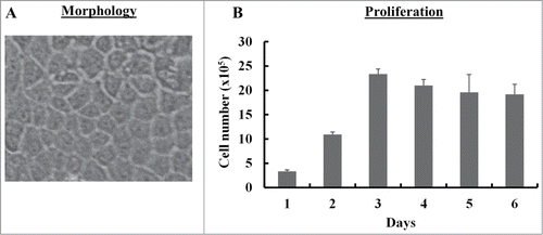 Figure 1. Morphology and proliferation of SUCECs: SUCECs were isolated from the umbilical cords of near term pigs (n = 3) by collagenase treatment. (A) SUCECs displayed characteristic epithelial cell like cobblestone morphology. A representative epithelial colony observed 7–8 d after initial plating of umbilical cord cells is shown. (B) SUCECs (2 × 105/well) were plated in a 6-well plate and their proliferation was measured over a 6 day period by counting the viable cells by trypan blue dye. Data are expressed as mean from triplicates ± SD.