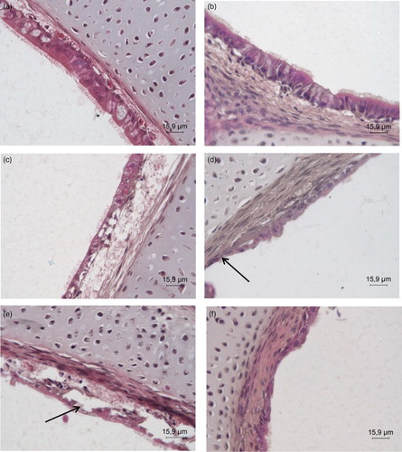 Figure 2. H&E staining of histological sections. Histological staining with haematoxylin and eosin of (a)+(c)+(e) chicken and (b)+(d)+(f) turkey TOC at (a)+(b) 24 hpi, (c)+(d) 96 hpi. (e)+(f) 120 hpi. hpi = hours post infection. The pictures are representative for all three trials. Arrows: degenerated, disrupted epithelium with loss of cilia, and partially detached epithelial cell layer.