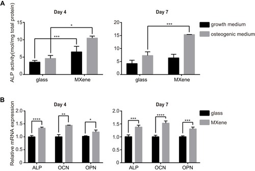 Figure 3 Enhanced osteogenic differentiation of MC3T3E1 cells cultured on MXene films. (A) The ALP activity of cells grown on coverslips and MXene films at 4 and 7 days after seeding in osteogenic medium or growth medium. (B) mRNA levels of the osteogenic differentiation-related genes ALP, OCN and OPN in cells cultured on coverslips and MXene films at 4 and 7 days after seeding in osteogenic medium. (*p<0.05, **p<0.01, ***p<0.001 and ****p<0.0001).