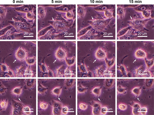 Figure S2 Series of images of microsphere-ingested 3T3 cells in a six-well culture plate after medium replenishment (5-min intervals).Note: Arrows indicate cellular secretion of microspheres.Abbreviation: min, minute.