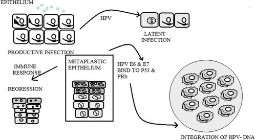 Figure 2. HPV virus productive phase, latent infection phase, regression phase, and integration of virus into host DNA.