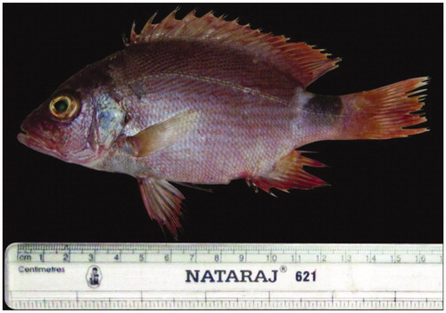 Figure 9. L. malabaricus.