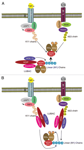 Figure 4 Possible roles of different polyubiquitin chains in NFκB activation. (A) LUBAC-mediated linear polyubiquitinated NEMO can activate IKK. A hypothesis is shown according to which linearly polyubiquitinated NEMO can be recognized by other NEMO molecules, which induces phosphorylation of IKKβ. K63-linked chains or K11-linked chains generated by TRAF6 or cIAP1, respectively, are also recognized by NEMO, which may induce phosphorylation of IKKβ. (B) K63-linked chains generated by TRAF6 and K11-linked chains by cIAP1 may recruit LUBAC to the IL-1 receptor or the TNF receptor, respectively, and induce linear polyubiquitination of NEMO. Linearly polyubiquitinated NEMO induces IKKβ phosphorylation and NFκB activation.