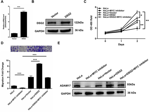 Figure 6 DSG2 regulates cervical cancer development by interacting with c-MYC. (A) HeLa cells were transfected with pcDNA(3.1)-DSG2 overexpression plasmid, and the mRNA level of DSG2 was detected by qPCR. (B) HeLa cells were transfected with pcDNA(3.1) overexpression plasmid, and the protein level of DSG2 was detected by WB. (C and D) DSG2 overexpressed HeLa cells were treated with a C-MYC inhibitor (10,058-F4, 50 μM), and the proliferative activity and migration ability were detected by CCK-8 (C) and clonal formation assay (D). (E) DSG2 overexpressed HeLa cells were treated with a C-MYC inhibitor, and ADAM17 protein expression was detected by WB.*P < 0.05, **P < 0.01, ***P < 0.001.
