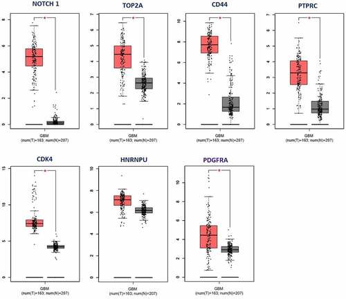 Figure 7. A Boxplot of the expression levels of key and druggable genes (NOTCH1, TOP2A, CD44, PTPRC, CDK4, HNRNPU, and PDGFRA) in tumor tissue (red plot) have increased compared to healthy control samples (gray plot).