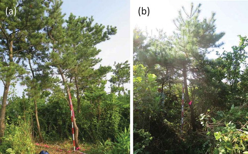 Figure 2. Overviews of the study sites in Chiba Prefectural coastal prevention forests. (a) Ushigome (US), (b) Hamashuku (HM).