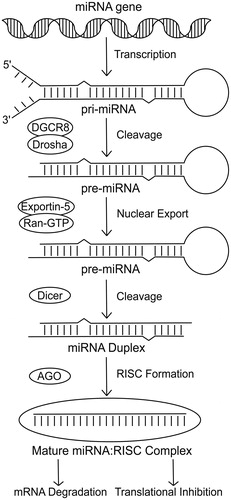 Figure 1. Pathway of miRNA biogenesis. The canonical pathway of miRNA biogenesis initiates with transcription of the miRNA sequence to form the pri-miRNA. The pri-miRNA is then cleaved by the microprocessor complex (Drosha-DGCR8) to form a hairpin precursor termed the pre-miRNA. Exportin-5-Ran-GTP exports the pre-miRNA from the nucleus into the cytoplasm where it is further cleaved by Dicer. The functional strand of the mature miRNA is then incorporated into an Argonaute protein as part of the RNA-induced silencing complex. This complex is then able to target mRNAs and repress them via a mechanism of mRNA degradation or translational inhibition.