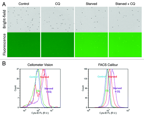 Figure 5. Autophagic flux measurements. (A) Bright-field and fluorescent images of control, CQ only, nutrient-starved and nutrient-starved + CQ Jurkat cells. Visually, the fluorescence signals of control and nutrient-starved vs. their respective CQ counterparts did not show noticeable increases in signal. (B) By observing the fluorescence histograms, however, similar trends were observed using the Cellometer Vision and FACS Calibur instruments, wherein nutrient-starved + CQ treatment samples showed the highest signals, followed by nutrient-starved treatment samples, CQ only treatment samples and control samples.
