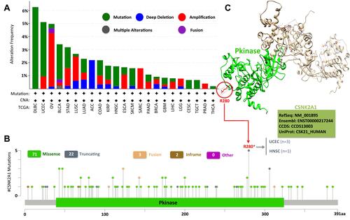 Figure 2 Mutation features of CSNK2A1 in different cancers of TCGA database. (A) The mutation type and (B) mutation site of alteration frequency was displayed using the cBioPortal tool. (C) The mutation site with the highest alteration frequency (R280*) in the 3D structure was displayed using UCSF Chimera tools.