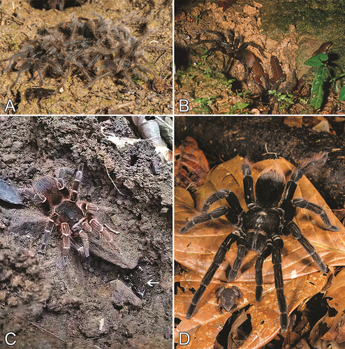 Figure 5. Associations between tarantulas and anurans, continued. A. Pamphobeteus sp., juveniles eating a tree-frog at maternal burrow entrance with Chiasmocleis royi untouched, Los Amigos Biological Station, Madre de Dios, Peru. B. Pamphobeteus sp., late instars living with Chiasmocleis ventrimaculata in maternal burrow entrance, Tambopata Reserve, Madre de Dios, Peru. C. Acanthoscurria sp. and Chiasmocleis albopunctata (marked with an arrow), Taunay, Aquidauana, Mato Grosso do Sul, Brazil. D. Pamphobeteus sp. and Chiasmocleis royi, Los Amigos Biological Station, Madre de Dios, Peru. Photo credits: Francesco Tomasinelli and Emanuele Biggi (A, D), Reginald Cocroft (B), and Platon Yushchenko (C).