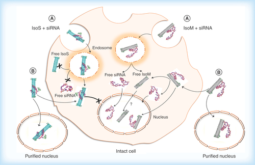 Figure 9.  Hypothesized cellular uptake of metallic Isonanotubes-M-siRNA and semiconducting Isonanotubes-S-siRNA complexes, the release of siRNA inside the cell and its nuclear translocation based on consideration of experimental data.(A) Endocytosis-dependent and (B) endocytosis-independent pathways have been postulated as possible uptake mechanisms. After internalization via pathway A or B, the endosomal or cytosolic environment favors the dissociation of siRNA from IsoM, but not IsoS, due to the weak noncovalent interaction between siRNA and IsoM single wall carbon nanotubes. IsoS nanotubes are wrapped more tightly by siRNA and it may not dissociate from IsoS nanotubes inside the cell after either endosomal escape or nonendocytotic uptake. The IsoM-siRNA complex is taken up by a nonendocytotic process and the released siRNA from IsoM after endosomal escape could translocate to the nucleus. Contrary to the IsoM complex, the delivery of IsoS-siRNA complex into the nucleus is inhibited in intact cells, possibly through an unknown cytoplasmic pathway which is not present in purified nuclei. In the absence of specific labeling of the nanotubes themselves, the nuclear translocation of free IsoM nanotubes is uncertain and will need further examination.IsoM: Isonanotubes metallic; IsoS: Isonanotubes semiconducting.