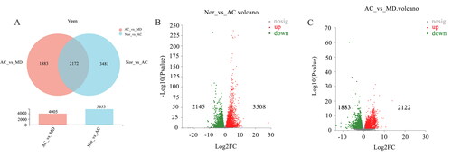 Figure 4. (A) Venn maps of differential gene expression. The volcanic map of (B) NOR vs. AC and (C) AC vs. MD (red dots are upregulated genes, blue dots are upregulated genes and grey dots are non-significant differential genes).
