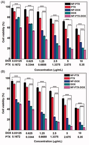 Figure 4. (A) Viability of K7 cells incubated with free DOX, free PTX, NP-PTX, NP-DOX or NP-PTX-DOX for 48 h at 37 °C. (B) Viability of K7 cells incubated with free DOX, free PTX, NP-PTX, NP-DOX or NP-PTX-DOX for 72 h at 37 °C. ***p < .001. Data are shown as mean ± SD (n = 3).