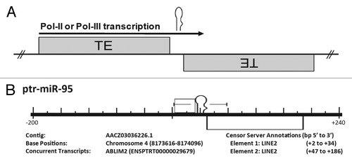 Figure 1. Formation of miRs typically occurs when two complementary TEs inserted into opposing strands are then subsequently transcribed. (A) Cartoon representation illustrating the proposed origin of many miRs. A miR hairpin is depicted just above an arrow indicating read through transcription from a positive strand transposable element (TE) into an adjacent negative strand TE. Transcriptional read through would result in an imperfect RNA hairpin being produced which could potentially be recognized and processed by the RNAi machinery with each stem corresponding to the terminal nucleotides of the contributing TEs. (B) Pan troglodytes miR-95 alignment to the RepBase data set. All repetitive elements taken from RepBase (indicated by open rectangles) occurring within 200 bp (5′ and 3′) have been included in the scale diagram. The repetitive element annotationsCitation23 are described immediately beneath the diagram as “Element 1, Element 2, etc…” as they occur 5′ to 3′. “Base Positions” refers to base pair location in the genome occupied by the miR hairpin (according to the current Ensembl assembly; www.ensembl.org). All loci have been shown with respect to the positive strand and the orientation of internal repetitive elements illustrated by their relative position above (5′ to 3′) or below (3′ to 5′) the center line. Repetitive element base pair positions are relative to the distance (±) from the first nucleotide of the pre-miR (as occurring on the positive strand). Figure directly adapted from reference Citation24.