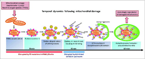 Figure 1. OPTN is an autophagy receptor for damaged mitochondria in PINK1- and PARK2-mediated mitophagy. Mitochondrial damage induced by depolarization or increased ROS production leads to the accumulation of the kinase PINK1 on the outer mitochondrial membrane (OMM). PINK1 subsequently recruits PARK2 to ubiquitinate OMM proteins. OPTN binds ubiquitinated OMM proteins via its ubiquitin-binding domain, and recruits the phagophore protein LC3 via its LC3-interacting region, inducing autophagosome formation around damaged mitochondria leading to autophagic degradation of the organelle. PARK2 is recruited within 30 min, followed by OPTN recruitment within 45 min of mitochondrial damage. Autophagosome formation begins 60 min after mitochondrial damage. Parkinson disease (PD) mutations in PINK1 and PARK2 disrupt PINK1 accumulation, PARK2 recruitment and PARK2 E3 ubiquitin ligase activity. The ALS-associated E478G mutation in OPTN's ubiquitin binding domain disrupts OPTN recruitment to mitochondria. Damaged mitochondria accumulate upon disruption of mitophagy and may contribute to neurodegeneration in both Parkinson disease and ALS.