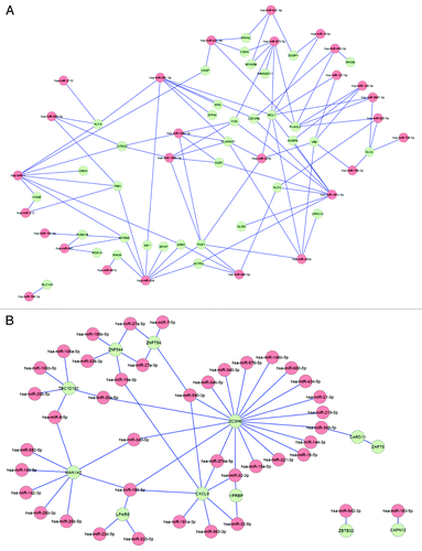 Figure 4. Interaction networks of differentially expressed genes and miRNAs. (A) Interaction networks between upregulated genes and downregulated miRNAs in hemodialysis patients. (B) Interaction networks between downregulated genes and upregulated miRNAs in hemodialysis patients.