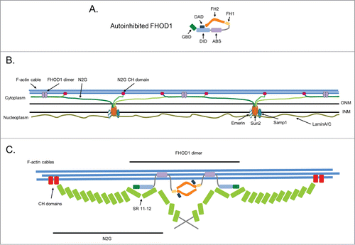 Figure 2. Multi-site attachment model for TAN lines. (A) Schematic of the autoinhibited form of FHOD1 (shown as a monomer to emphasize domains). Individual domains are described in the text. (B) Model for the multi-site attachment of nesprin-2G (N2G) and FHOD1 to actin cables in TAN lines. The interaction of nesprin-2G with FHOD1 forms a branched connection between nesprin-2G and the actin cable with one connection provided by nesprin-2G's CH domains and the other by FHOD1s unique ABS. This branched connection is proposed to strengthen the association between the nesprin and the actin cable. In the perinuclear space between the inner (INM) and outer nuclear membrane (ONM), KASH domains of nesprin-2G interact with the SUN2 trimer. In the nucleoplasm, SUN2 is anchored by interaction with lamin A/C of the lamina and with the INM proteins Samp1 and emerin. (C) A detailed view showing FHOD1 interacting with SRs 11–12 of nesprin-2G through its N-terminal GBD and DID and to the actin cable through its ABS. The dimeric nature of FHOD1 may bring multiple nesprin-2Gs together.