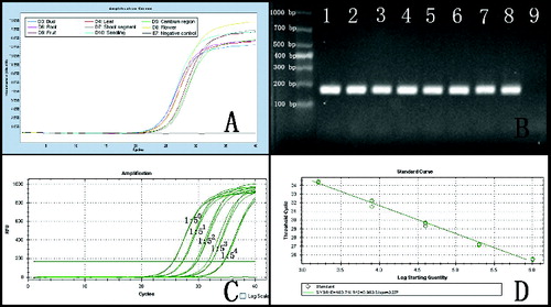 Figure 3. Real-time RT-PCR amplification curve of the cyclophilin gene. Note: (a) Amplification of the cyclophilin gene from RNA extracted from eight tissues. (b) Electrophoresis of amplicons from (a); Lane 1 – bud; Lane 2 – leaf; Lane 3 – cambium region; Lane 4 – root; Lane 5 – young shoot segment; Lane 6 – flower; Lane 7 – fruit; Lane 8 – seedling; Lane 9 – negative control. (c) Real-time RT-PCR of the cyclophilin gene with serial dilutions of cDNA from the cambium region (1:1, 1:5, 1:25, 1:125 and 1:625). (d) Standard curve generated from data in (c).