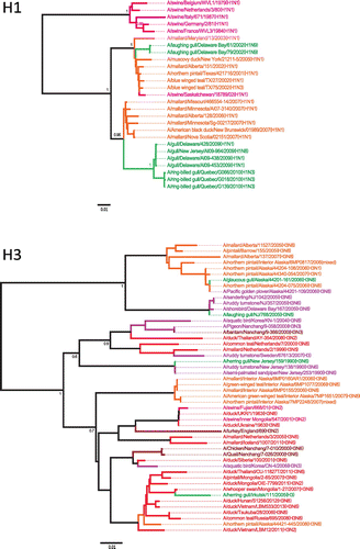 Figure 6. Phylogenetic analysis of gull H1 and H3 nucleotide sequences.