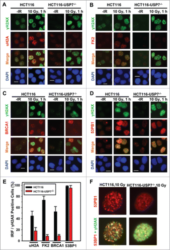 Figure 3. USP7 disruption compromises the formation of IRIF of uH2A and FK2, thereby affecting the BRCA1 and to a lesser extent the 53BP1 recruitment to DNA strand breaks. HCT116 and HCT116-USP7−/− cells were exposed to IR at 10 Gy. Nuclear accumulations of uH2A, γH2AX, FK2, BRCA1 and 53BP1 were visualized by immunofluorescence using specific antibodies. Calibration bar is 10 μm. (A) IRIF of uH2A and γH2AX. (B) IRIF of FK2 and γH2AX. (C) IRIF of BRCA1 and γH2AX. (D) IRIF of 53BP1 and γH2AX. (E) The quantitative data of IRIF of γH2AX, uH2A, FK2, BRCA1 and 53BP1 from HCT116 and HCT116-USP7−/− cells. Only the cells with 10 or more distinctive IRIF were considered IRIF positive and scored for quantitation. Mean ± SD of IRIF vs. γH2AX positive cell ratio was calculated from 4–6 microscopic fields of 3 independent experiments. (F) Magnified views of IRIF of 53BP1 in HCT116 and HCT116-USP7−/− cells exposed to IR at 10 Gy.