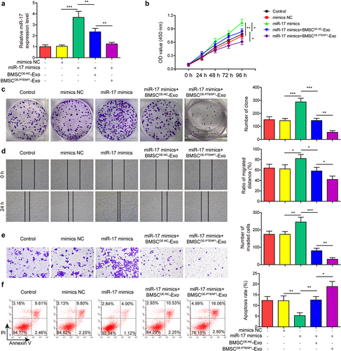 Figure 5. Exosomes derived from PTENP1-overexpressing BMSC abolished the promotive effects of miR-17 overexpression on the malignant phenotypes of 5637 cells.(a) relative expression level of miR-17 in 5637 cells treated with miR-17 mimics and BMSCOE-PTENPCitation1-Exo was measured by qRT-PCR. (b and c) proliferative ability of 5637 cells treated with miR-17 mimics and BMSCOE-PTENPCitation1-Exo was evaluated by CCK-8 and colony formation assays. impacts of treatment with miR-17 mimics and BMSCOE-PTENPCitation1-Exo on 5637 (d) cell migration, (e) invasion, and (f) apoptosis were measured by wound healing, transwell, and flow cytometry assays. *P < .05, **P < .01, and ***P < .001.