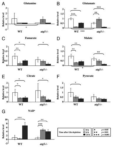 Figure 4. Glutamine depletion affects TCA cycle intermediates. Cell preparation, relative quantification and data analyses were performed as described in Figure 2. Profiles of (A) glutamine, (B) glutamate, (C) fumarate, (D) malate, (E) citrate, (F) pyruvate and (G) NAD are shown. *p < 0.05; **p < 0.01; ***p < 0.001; Gln, glutamine; n = 15.