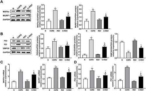 Figure 2 Treatment with resveratrol reduces the expression of atrophy and senescence-related markers in the CS-induced gastrocnemius muscle of mice. Protein and mRNA were extracted from the gastrocnemius muscle for Western blot and RT–PCR analysis. (A) The expression levels of atrophy-associated proteins MURF1 and MAFbx and (C) their mRNA expression levels were examined in each group. (B) The expression levels of senescence-associated proteins P53, P21, and SMP30 and (D) their mRNA expression levels were examined in each group. GAPDH was used as the reference. Values are expressed as the means±SDs. Three independent experiments were performed. *p<0.05 vs control group (N), #p<0.05 vs COPD.