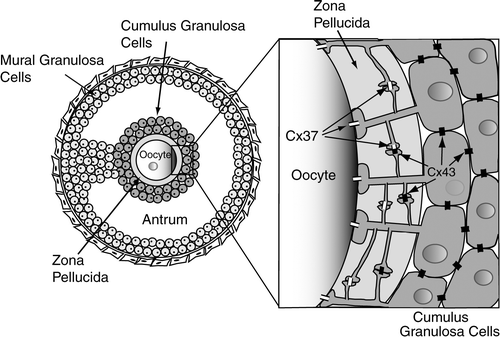 Figure 10 Model of Cx37 and Cx43 localization in cumulus granulosa cells of mouse ovarian follicles. Note that other Cxs expressed in the follicle have been excluded from the drawing for simplicity. Cx37 (white rectangles) is localized to transzonal projections extended by cumulus cells, but is excluded from GJs between cumulus cell bodies. Cx37 is localized both to GJs between the transzonal projections in the ZP and to oocyte-cumulus cell GJs, but is excluded from GJs between cumulus cell bodies. Transzonal projections may also originate from cumulus cells outside of the corona radiata cells (not shown). Cx43 (black rectangles) is targeted to GJs between cumulus cell bodies as well as GJs between transzonal projections. Cx37 and Cx43 could be present in the same GJ plaques or different GJ plaques within the ZP. The model suggests that Cx37 localization to GJs between transzonal projections could provide for a distinct communication pathway between cumulus cells that are in direct contact with the oocyte.