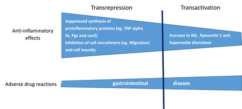 Figure 2 Schematic representation of genomic mechanisms of glucocorticoid-like effects of escin. Escin is able to induce antiinflammatory effects through transrepression and transactivation mechanisms. These mechanisms are also involved in the development of gastrointestinal adverse drug reactions.