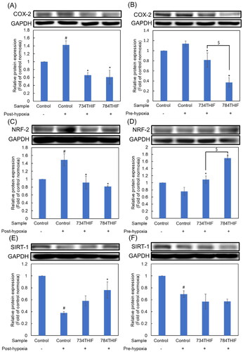 Figure 6. Expression of a pro-inflammatory protein and oxidative homeostasis-related proteins in HepG2 cells. (A), (C), and (E) indicate the expression of COX-2, NRF-2, and SIRT-1, respectively, under post-hypoxic conditions; (B), (D), and (F) indicate the expression of COX-2, NRF-2, and SIRT-1, respectively, under pre-hypoxic conditions. n = 3 in each group; #P < 0.05 compared with normoxic control; * P < 0.05 compared with hypoxic control; $P < 0.05 734THIF compared with 784THIF.